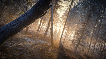 Last Rays Of Sun Evening In Forest , forest, evening, nature, sunrays, sunbeam HD wallpaper
