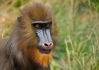 Animals, Muzzle, Colors, Monkey, Mandrill, Coloring HD wallpaper