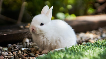 Closeup View Of White Rabbit On Stones In Blur Bokeh Background Rabbit HD wallpaper