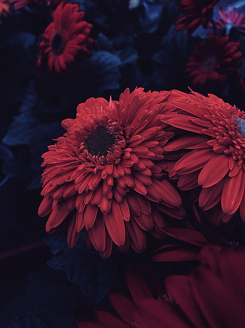 Flowers, Flower, Petals, Aster HD phone wallpaper