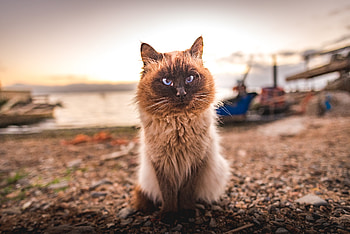 Animals, Cat, Fluffy, Muzzle, Is Sitting, Sits HD wallpaper