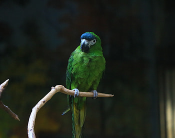 Green parrot, birds, blur HD wallpaper