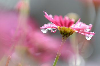 Drops, Flower, Macro, Blur, Smooth HD wallpaper
