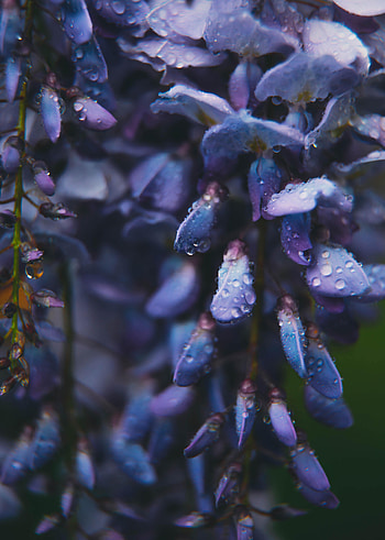 Flowers, Drops, Flower HD phone wallpaper