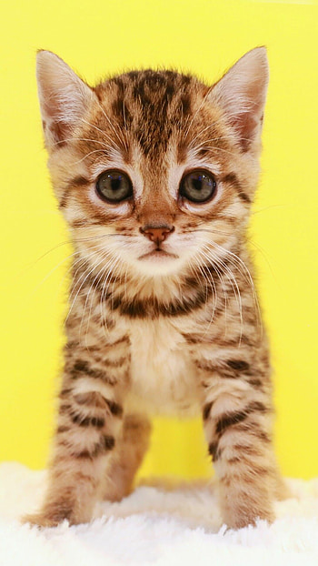 Cats in nature, Gentle companions, Kitten cuteness, Playful HD phone wallpaper
