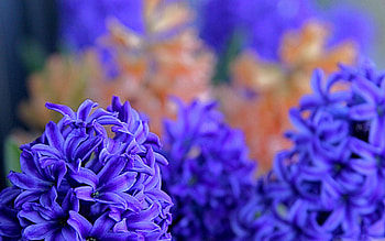 Hyacinth , MacBook air, Nature's grace, Serene backdrop HD wallpaper