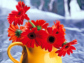 Red gerberas, beautiful, nice, still life, gerberas, pretty, flower, red, nature, lovely, harmony HD wallpaper