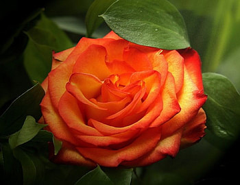 Orange Rose, leaves, petals, green, nature, flowers, orange HD wallpaper