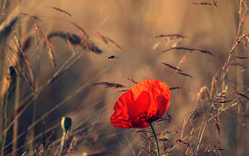 Plants, Flowers, Poppies HD wallpaper