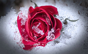 Frozen Rose, rose, frozen, snow, flower HD wallpaper