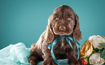 Puppy, blue, dog, animal, spaniel, cute, brown, flower, caine HD wallpaper