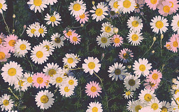 Aesthetic laptop vintage 33 best ideas aesthetic tumblr laptop in HD wallpaper