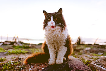 Animals, Cat, Fluffy, Spotted, Spotty, Is Sitting, Sits HD wallpaper