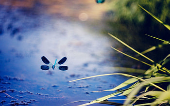 Plant, Macro, Surface, Flight, Dragonfly HD wallpaper