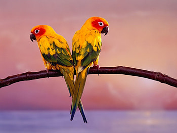 Animals, Birds, Parrots HD wallpaper