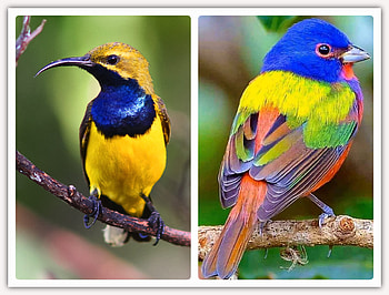 FRAMED BIRDS, BIRDS, NATURE, FRAMED HD wallpaper