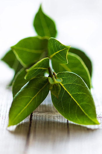 Bay leaves, Plant growth, Harvesting, Usage HD phone wallpaper