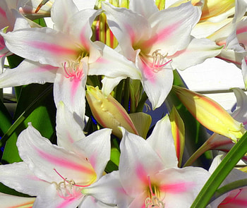 Flowes, other, beautiful, nature, flowers HD wallpaper