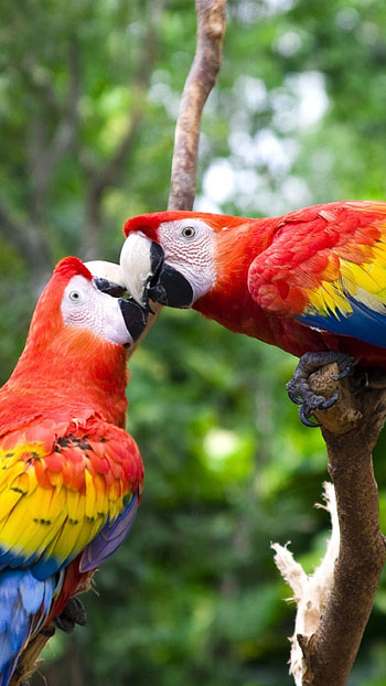 Love Birds, Parrots, Nature Love HD phone wallpaper