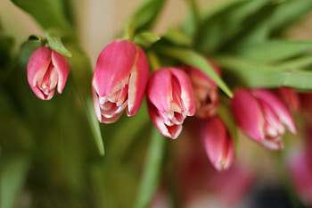 Tulips, tulip, flower, nature, flowers HD wallpaper