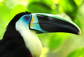 Toucan, 130 colorful , Exotic bird , Tropical beauty HD wallpaper