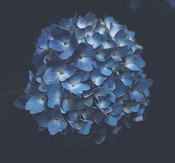 Flowers, Macro, Hydrangea, Inflorescences, Inflorescence HD wallpaper