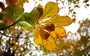 Chestnut tree, Vondelpark Amsterdam, Seasons HD wallpaper