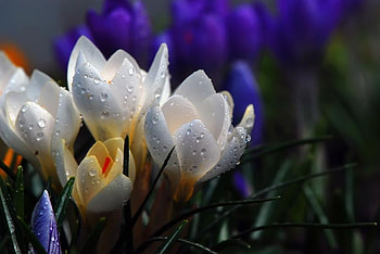 crocuses, white, raindrops, garden, beautiful, flowers, park HD wallpaper