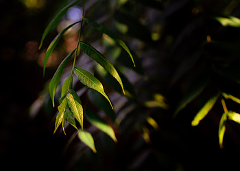 Leaves, Macro, Branch, Willow HD wallpaper