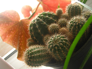 Flowers, Plant, Macro, Cactus HD wallpaper