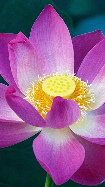 Lotus Flower, Adorable, Lotus HD phone wallpaper