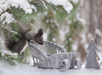 Squirrel, animal, winter, sleigh, sanie, iarna, snow, vaverita HD wallpaper