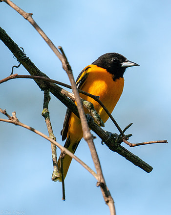 Animals, Feather, Bright, Bird, Branches HD phone wallpaper