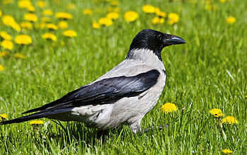 Hooded crow, Stunning bird, Nature's beauty, Avian wonder HD wallpaper