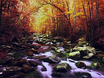 AUTUMN STREAM, colors, autumn, forest, stones, stream HD wallpaper