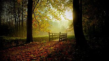 Bridge, Fall, Forest, Tree, Bridges HD wallpaper
