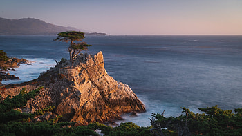 Cypress Tree, MacOS Monterey , Nature-themed, Petapixel HD wallpaper