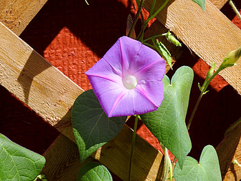 Sunlit Morning Glory, Morning Glory, graphy, Leaves, Nature, Flower, Sunshine HD wallpaper
