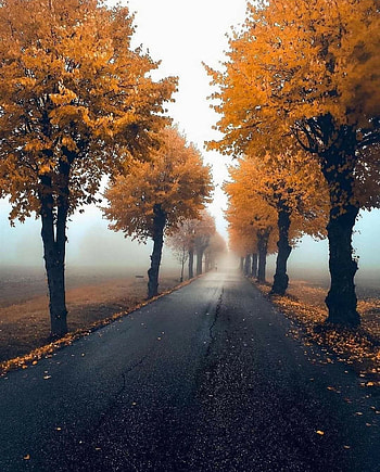 Village road HD phone wallpaper