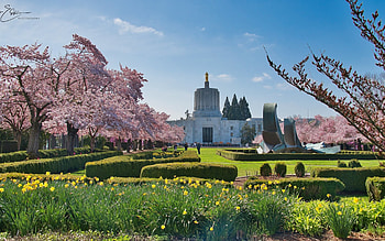 Garden in Salem, Oregon, garden, America, spring, cherries HD wallpaper