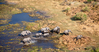 In love with Botswana, Walk into the wild, Safari tour, Nature's beauty HD wallpaper