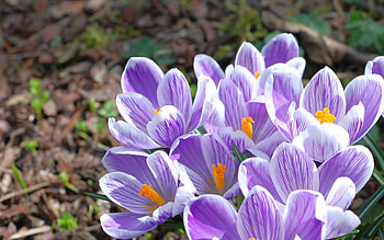 Flowers, Lilac, Snow, Macro, Bouquet, Snowdrop HD wallpaper