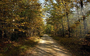 Nature, Autumn, Sun, Beams, Rays, Road, Forest, Dirt, September, Unpaved HD wallpaper