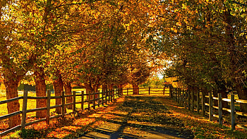 Autumn Alley, fall, sunshine, leaves, fence, trees, colors, meadow HD wallpaper