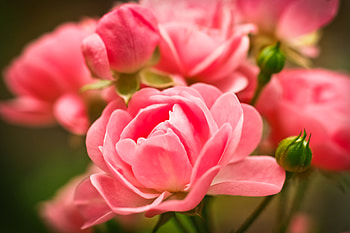 Flowers, Roses, Pink, Buds HD wallpaper