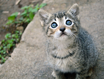 Animals, Cat, Kitty, Kitten, Sight, Opinion, Nice, Sweetheart, Kid, Tot HD wallpaper
