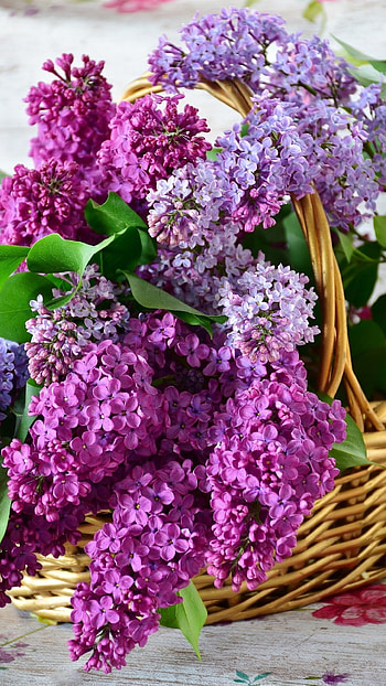 Lilac, Beautiful HD phone wallpaper