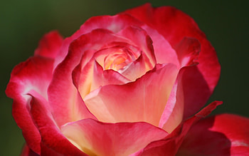 rose-colorful for Ungarilangi, rose, flower, red, nature, beauty HD wallpaper