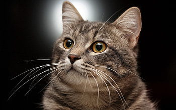 Animals, Cat, Muzzle, Striped, Grey HD wallpaper