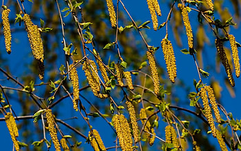 Plants, Flowers HD wallpaper